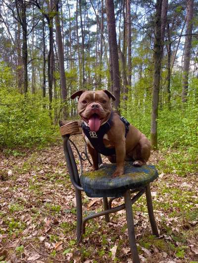 Dogorama Photo Challenge - Zufallsfund beim Gassi-Beitrag-Bild