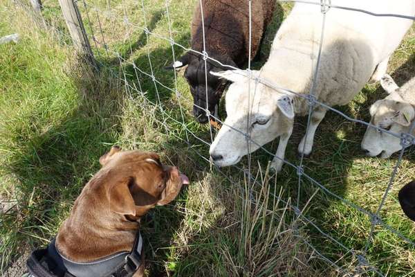 Bilder Hund und andere Tiere-Beitrag-Bild
