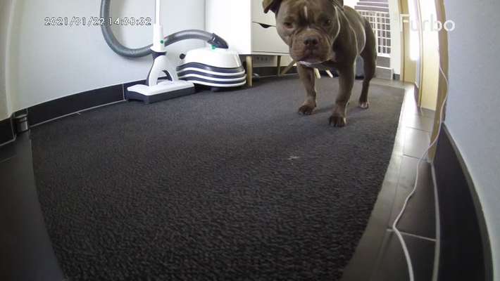 Wie lange sollte ein Hund alleine bleiben?-Beitrag-Bild