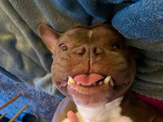 Die Dogorama-Wochen-Challenge "Die schönste Grimasse"-Beitrag-Bild