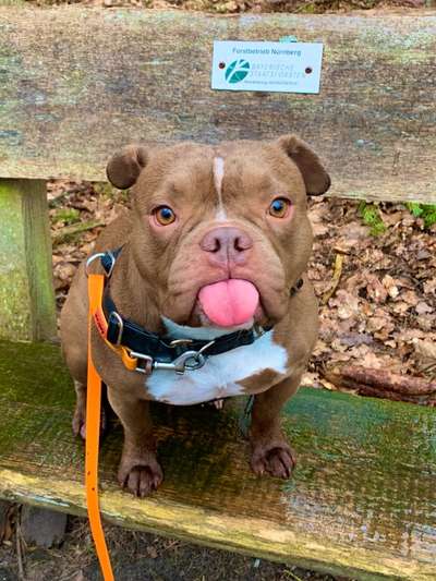 CHALLENGE NR. 19 - Der Hundeblick-Beitrag-Bild