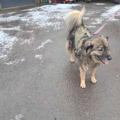 Hundetreffen-Spaziergänge im Wald-Bild
