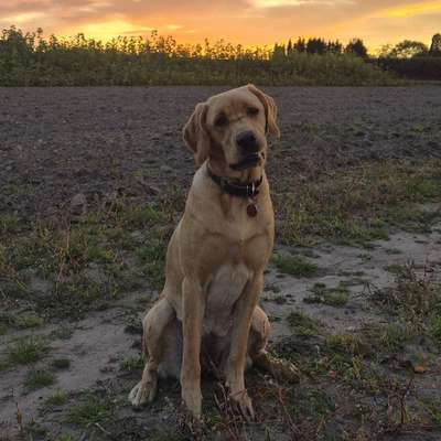 Hundetreffen-Hunde-Playdates gesucht zum Auspowern