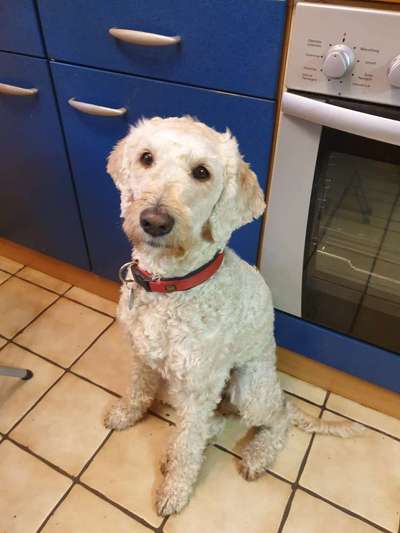 Labradoodle gesucht-Beitrag-Bild
