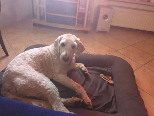 Labradoodle gesucht-Beitrag-Bild