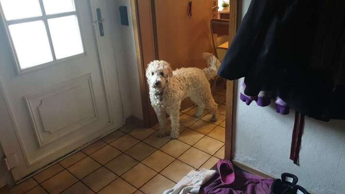 Labradoodle gesucht-Beitrag-Bild