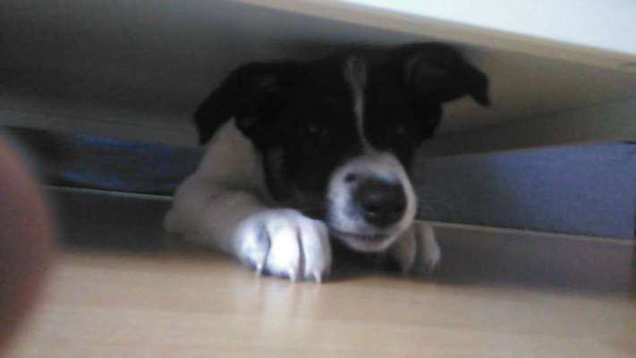 Welpen Bilder !-Beitrag-Bild