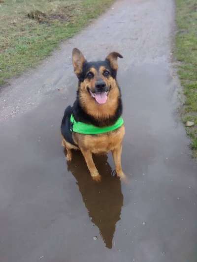 Hund im Regen☔🌬️🌧️-Beitrag-Bild