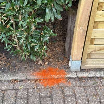 Giftköder-Rotes Pulver-Bild