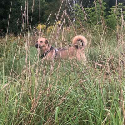 Hundetreffen-Playdate für Lotti-Bild