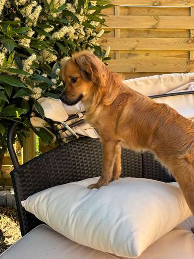 Hundetreffen-Spieldates im Garten/Spaziergänge-Bild