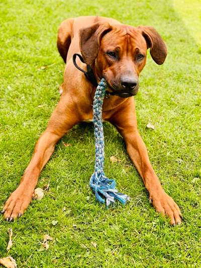 Rhodesian Ridgeback-Beitrag-Bild