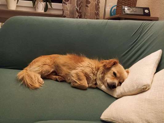 TierschutzhundeStammtisch🐕-Beitrag-Bild