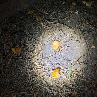 Giftköder-Brötchen mit Pulver ausgelegt.-Bild