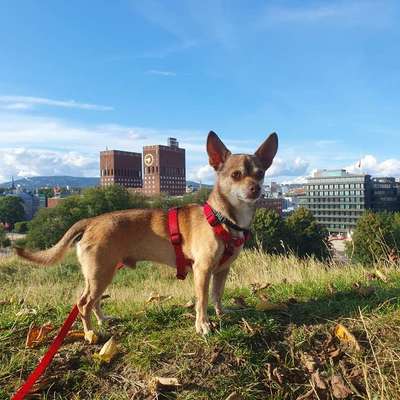 Hundetreffen-Social walk-Bild
