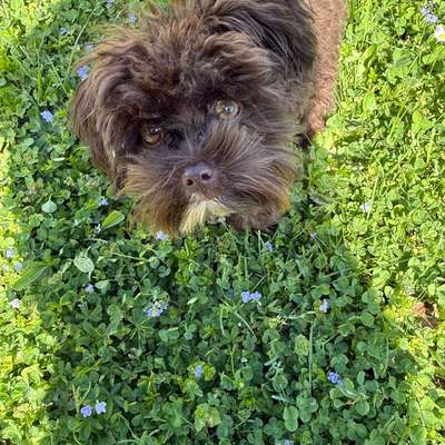 Hundetreffen-Gassi und Spielfreund für kleinen Hund gesucht-Bild