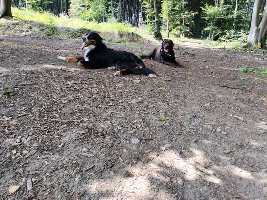 Die Dogorama Wochen Challenge "Friends will be Friends"-Beitrag-Bild