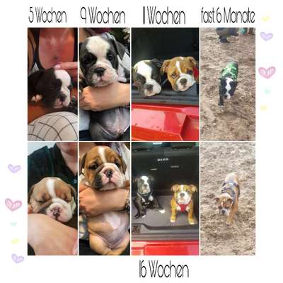 Welpenfotos-Beitrag-Bild