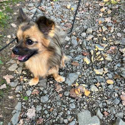 Hundetreffen-Gemeinsame Spaziergänge mit und ohne Leine 😊-Bild