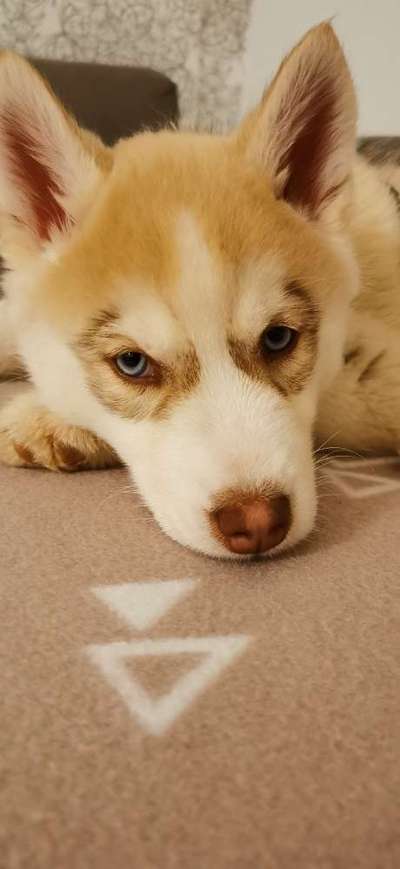 Zeigt mir die tollste Nahaufnahme von eurer Fellnase-Beitrag-Bild