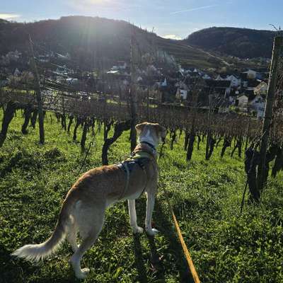 Hundetreffen-Freunde für Lina-Bild