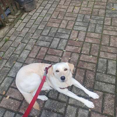 Hundetreffen-Playdates oder Gassirunde-Bild