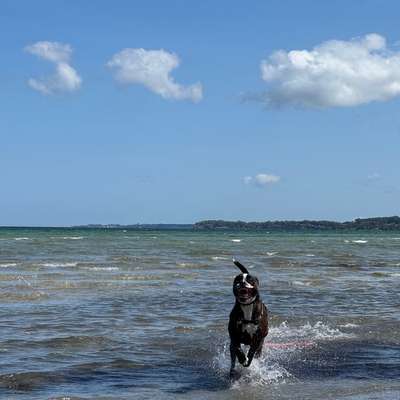 Hundetreffen-Aktive Hunde mit „Ruhemodus“ gesucht-Bild