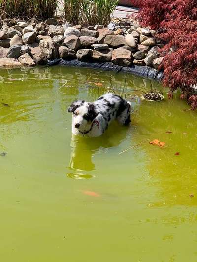 Dogorama-Monats-Challenge-Mai "Wasser"-Beitrag-Bild