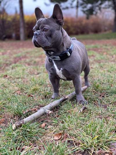 Hundetreffen-Gassifreund / in und Spielkamerad gesucht-Bild