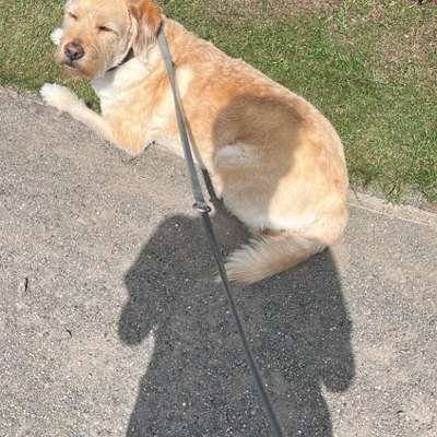 Hundetreffen-Spielkameraden gesucht-Bild