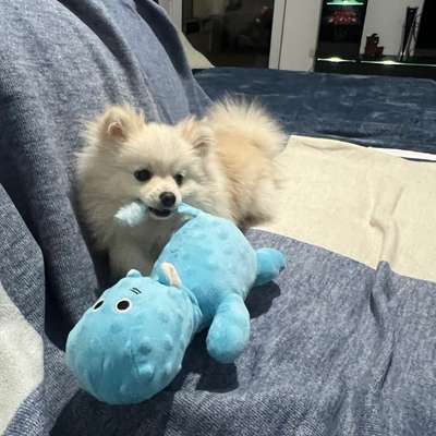 Hundetreffen-Welpentreffen-Bild