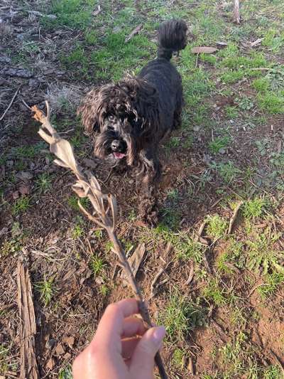 Zwergschnauzer gesucht-Beitrag-Bild