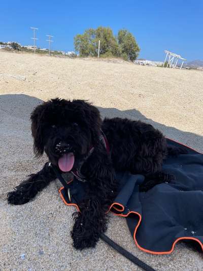 Dogorama Photo Challenge - Tierischer Urlaub-Beitrag-Bild