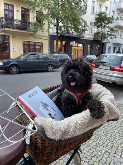 Radfahren mit Hund-Beitrag-Bild