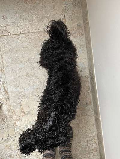 Der Gewichts-Thread-Beitrag-Bild