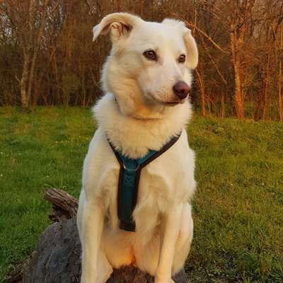 Hundetreffen-Gassirunden/wandern/social walk-Bild