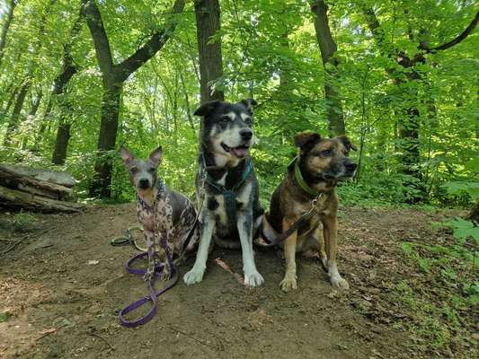 Hundetreffen-Social Walks-Bild