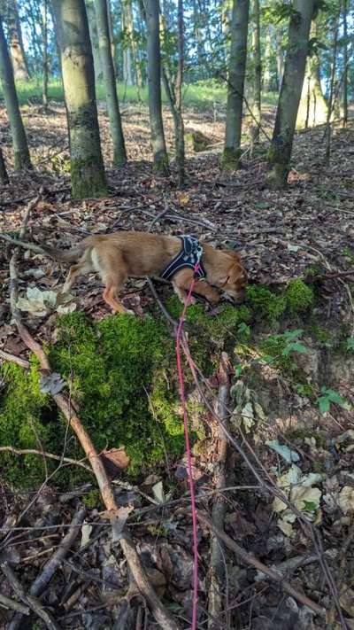 Foto -Challenge  Thema : Dein Hund Im Wald-Beitrag-Bild