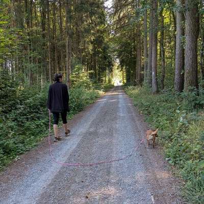 Hundetreffen-🐾 Gassi-Runde gesucht? Dann lauf doch mal mit! 🐾-Bild
