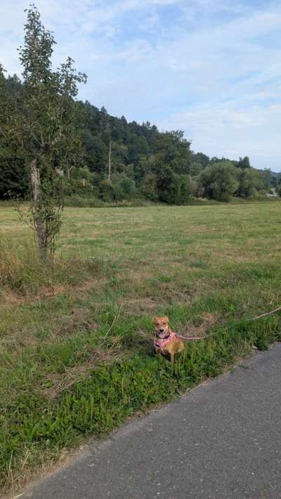 Hundetreffen-🐾 Gassi-Runde gesucht? Dann lauf doch mal mit! 🐾-Bild