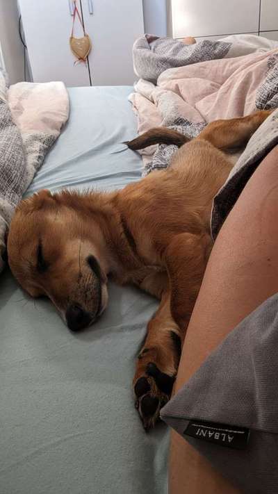 Darf der Hund bei Euch im Bett schlafen?-Beitrag-Bild