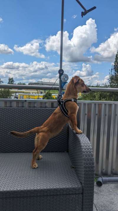 149. Foto Challenge: Wer ist hier der Boss!-Beitrag-Bild