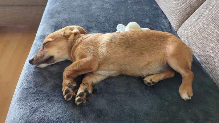 Welpen Bilder !-Beitrag-Bild