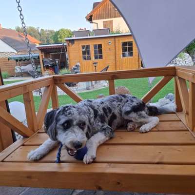 Hundetreffen-🐕 Neo sucht einen Spielkameraden – eingezäunter Garten vorhanden-Bild