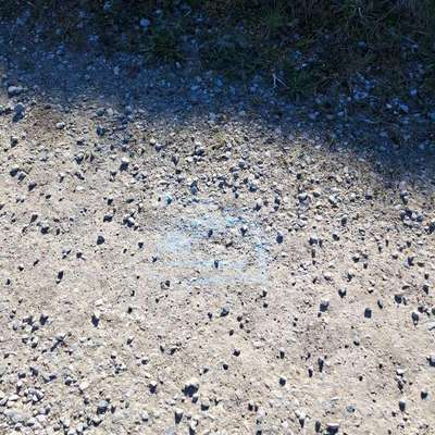 Giftköder-Blaues Pulver-Bild