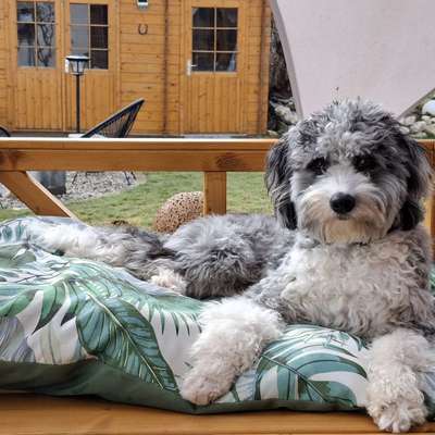 Hundetreffen-🐕 Neo sucht einen Spielkameraden – eingezäunter Garten vorhanden-Bild