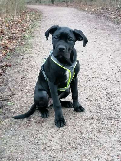 Rassensuche Cane Corso Italiano-Beitrag-Bild