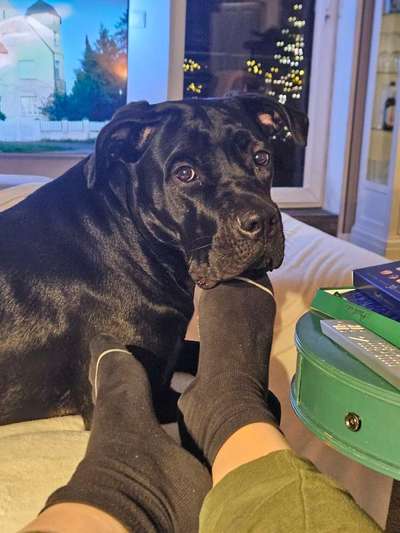 cane corso-Beitrag-Bild