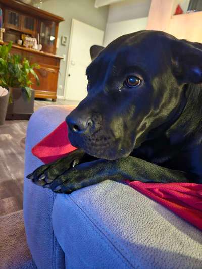 Wie sitzt mein Maulkorb / Maulkorb-Beratung-Beitrag-Bild