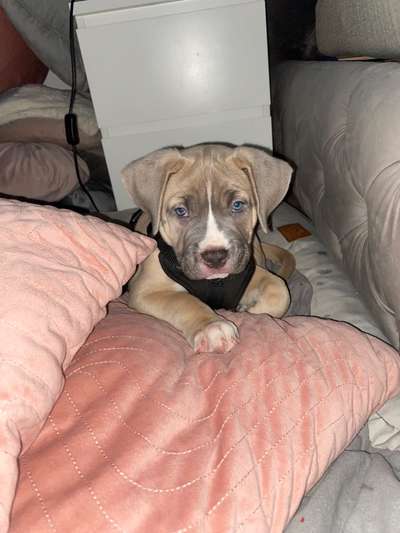 Phänotypisierung Olde English Bulldog-Beitrag-Bild